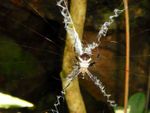 Sep09 - peak hike spid2